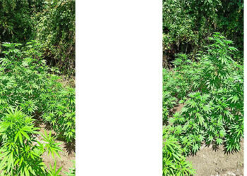 Συνελήφθη 49χρονος σε περιοχή των Γρεβενών για καλλιέργεια -15- δενδρυλλίων κάνναβης και διακίνηση ναρκωτικών ουσιών- Σχηματίσθηκε δικογραφία σε βάρος ακόμη δύο ατόμων