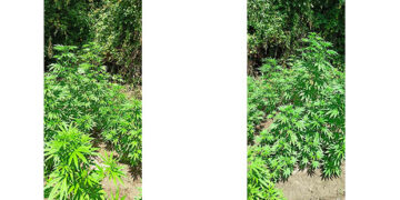 Συνελήφθη 49χρονος σε περιοχή των Γρεβενών για καλλιέργεια -15- δενδρυλλίων κάνναβης και διακίνηση ναρκωτικών ουσιών- Σχηματίσθηκε δικογραφία σε βάρος ακόμη δύο ατόμων