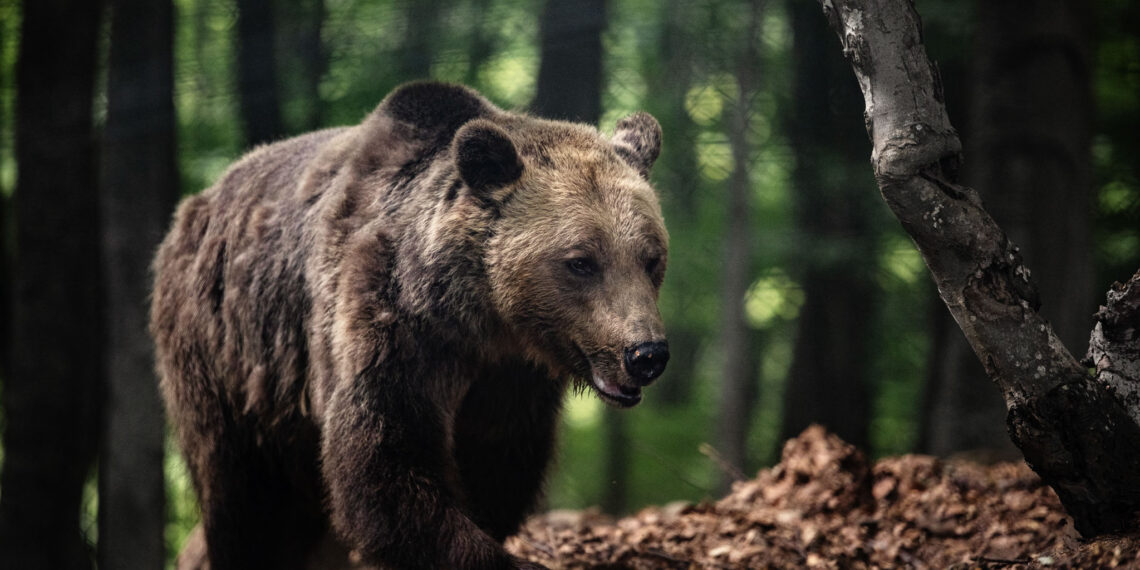Οι αρκούδες και οι λύκοι σας… προσκαλούν να αφήσετε για λίγο τις παραλίες για μία ξενάγηση στην άγρια ζωή!