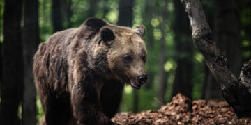 Οι αρκούδες και οι λύκοι σας… προσκαλούν να αφήσετε για λίγο τις παραλίες για μία ξενάγηση στην άγρια ζωή!