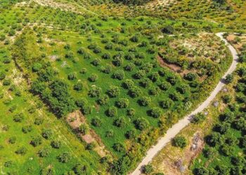 Ο… απέραντος ελαιώνας της Φλώρινας- Δηλώθηκαν 8.500στρ. αγριελιές- Το χάος με τα βοσκοτόπια- Σοβαρές καταγγελίες των αγροτικών συλλόγων της Δυτικής Μακεδονίας