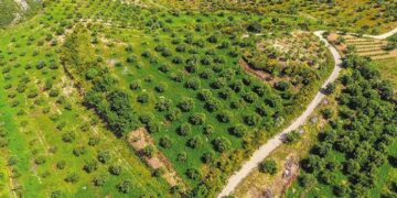 Ο… απέραντος ελαιώνας της Φλώρινας- Δηλώθηκαν 8.500στρ. αγριελιές- Το χάος με τα βοσκοτόπια- Σοβαρές καταγγελίες των αγροτικών συλλόγων της Δυτικής Μακεδονίας