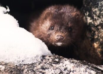 Καστοριά: Μινκ βγήκε από τη λεκάνη της τουαλέτας και έκοβε βόλτες σε μπάνιο σπιτιού
