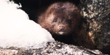 Καστοριά: Μινκ βγήκε από τη λεκάνη της τουαλέτας και έκοβε βόλτες σε μπάνιο σπιτιού