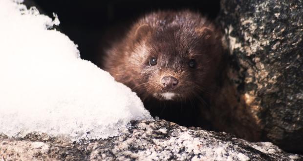 Καστοριά: Μινκ βγήκε από τη λεκάνη της τουαλέτας και έκοβε βόλτες σε μπάνιο σπιτιού