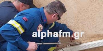 Καστοριά: Οχιά σε σπίτι στην Χλόη