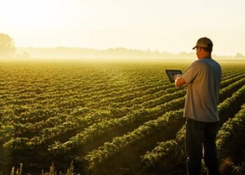 Παράνομες δηλώσεις ΟΣΔΕ στη Δυτική Μακεδονία- Η περίπτωση με την καλλιέργεια ελιών στην περιοχή