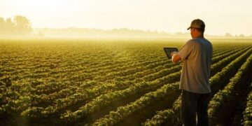 Παράνομες δηλώσεις ΟΣΔΕ στη Δυτική Μακεδονία- Η περίπτωση με την καλλιέργεια ελιών στην περιοχή