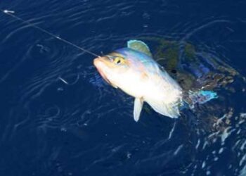 Διεξαγωγή αθλητικού αγώνα αλιείας κυπρίνου στην τεχνητή λίμνη Πολυφύτου