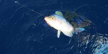 Διεξαγωγή αθλητικού αγώνα αλιείας κυπρίνου  στην τεχνητή λίμνη Πολυφύτου