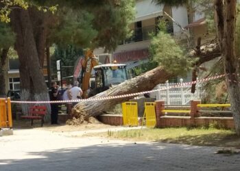 Άκρως απαραίτητη η αφαίρεση των ΕΠΙΚΙΝΔΥΝΩΝ δέντρων από το “Πάρκο Ι. Χρηστίδη ”  Πτολεμαΐδας ! Αγανακτισμένοι δηλώνουν οι περίοικοι μετά την πτώση μεγάλου γερασμένου δέντρου, σε αυλή σπιτιού (της Κούλας Πουλασιχίδου)