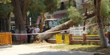 Άκρως απαραίτητη η αφαίρεση των ΕΠΙΚΙΝΔΥΝΩΝ δέντρων από το “Πάρκο Ι. Χρηστίδη ”  Πτολεμαΐδας ! Αγανακτισμένοι δηλώνουν οι περίοικοι μετά την πτώση μεγάλου γερασμένου δέντρου, σε αυλή σπιτιού (της Κούλας Πουλασιχίδου)