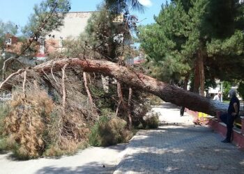 Πτολεμαΐδα: Πτώση δέντρου στο Πάρκο Χρηστίδη