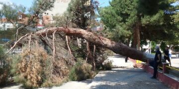 Πτολεμαΐδα: Πτώση δέντρου στο Πάρκο Χρηστίδη