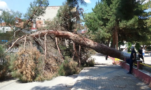 Πτολεμαΐδα: Πτώση δέντρου στο Πάρκο Χρηστίδη