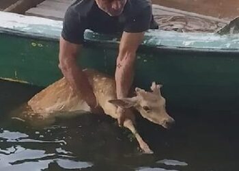 Καστοριά: Ελάφι το έσκασε από τον Προφήτη Ηλία και βρέθηκε στη λίμνη – Επιχείρηση διάσωσης