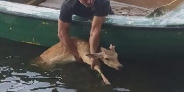 Καστοριά: Ελάφι το έσκασε από τον Προφήτη Ηλία και βρέθηκε στη λίμνη – Επιχείρηση διάσωσης