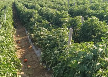 Σε καλλιέργειες φασολιού, μηλιάς και τομάτες  που επλήγησαν από τα έντονα καιρικά φαινόμενα  ο  Αντιπεριφερειάρχης Καστοριάς