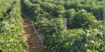 Σε καλλιέργειες φασολιού, μηλιάς και τομάτες  που επλήγησαν από τα έντονα καιρικά φαινόμενα  ο  Αντιπεριφερειάρχης Καστοριάς