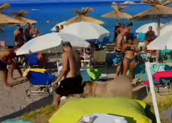 Χαλκιδική: Τράγος “κόβει”… βόλτες σε beach bar (video)