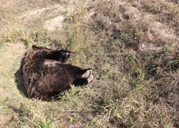 Νεκρή αρκούδα από πυροβολισμό εντοπίστηκε στο Βροντερό Πρεσπών