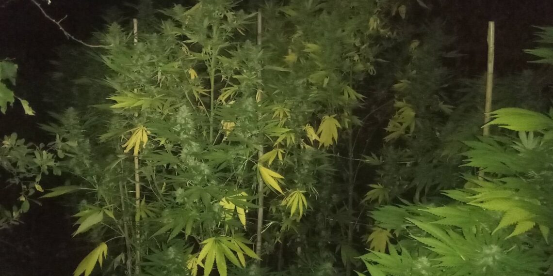 Ένα μικρό άλσος  15 δενδρυλλίων κάνναβης καλλιεργούσε 56χρονος στην Κοζάνη  