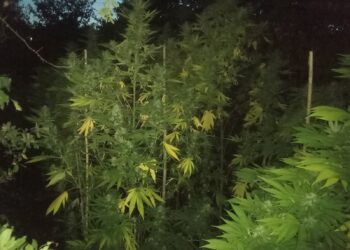 Ένα μικρό άλσος  15 δενδρυλλίων κάνναβης καλλιεργούσε 56χρονος στην Κοζάνη  