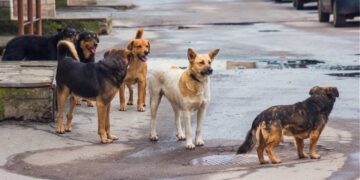 Πότε θα υπάρξει ανάδοχος για το πρόγραμμα με τα αδέσποτα- Τι απαντά ο Αντιδήμαρχος Κοζάνης