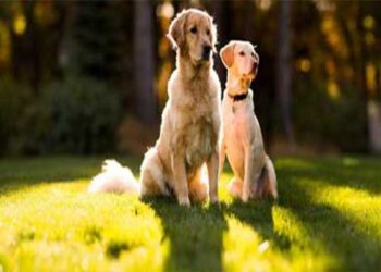 Ζώα συντροφιάς: Τι προβλέπει ο νέος νόμος για την προστασία τους και τις υποχρεώσεις των ιδιοκτητών