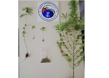 Συνελήφθη 52χρονος στην Πτολεμαΐδα που καλλιεργούσε στο σπίτι του 4 δενδρύλλια κάνναβης ύψους 1,25 μέτρων