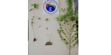 Συνελήφθη 52χρονος στην Πτολεμαΐδα που καλλιεργούσε στο σπίτι του 4 δενδρύλλια κάνναβης ύψους 1,25 μέτρων