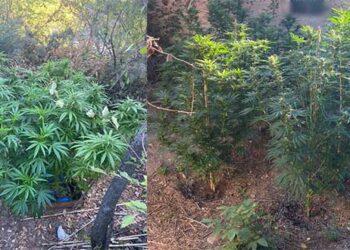 22 δενδρύλλια κάνναβης καλλιεργούσε 56χρονος που συνελήφθη στην Κοζάνη