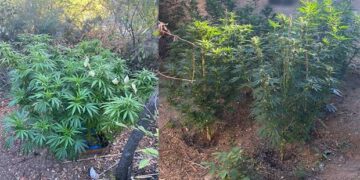 22 δενδρύλλια κάνναβης καλλιεργούσε 56χρονος που συνελήφθη στην Κοζάνη