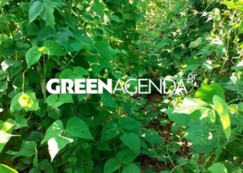 Ακαρπία στις φασολιές σε Φλώρινα και Καστοριά λόγω του πρωτοφανούς καύσωνα