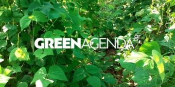 Ακαρπία στις φασολιές σε Φλώρινα και Καστοριά λόγω του πρωτοφανούς καύσωνα