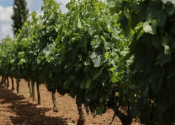 Φλώρινα: Παλιό ορυχείο στο Αμύνταιο μετατρέπεται σε αμπελώνα 1.000 στρεμμάτων