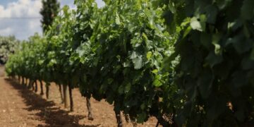 Φλώρινα: Παλιό ορυχείο στο Αμύνταιο μετατρέπεται σε αμπελώνα 1.000 στρεμμάτων