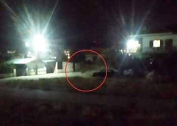 Αρκούδες κυκλοφορούσαν μέσα στο Άργος Ορεστικό το βράδυ της Τρίτης – Μεγάλη αναστάτωση και κινητοποίηση