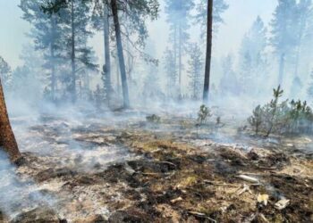 «Ζωοτροφές για το χειμώνα στα καμένα της Εύβοιας  – Αρκαδίας – Ηλείας» συγκεντρώνουν Φιλοπρόοδος – Γεωργοκτηνοτρόφοι και Επιμελητήριο Κοζάνης