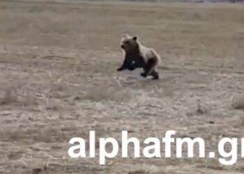 Καστοριά: Αρκούδα σε χωράφια στην Μεσοποταμία δίπλα από τον κεντρικό δρόμο – Απίστευτο ΒΙΝΤΕΟ