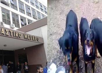 Δίκη για τον θάνατο 5χρονου Στάθη από ροτβάιλ: Την ενοχή των κατηγορουμένων πρότεινε η Εισαγγελέας