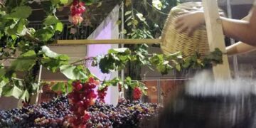 Θρακικά Επιλήνια 2021: Η όμορφη εκδήλωση της Θρακικής Εστίας Εορδαίας για τη γιορτή του τρύγου