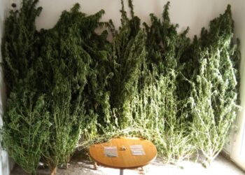 14 δενδρύλλια κάνναβης από τα οποία τα 13 ήταν κοντά στα 3 μέτρα καλλιεργούσε 52χρονος σε περιοχή των Γρεβενών