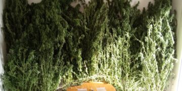 14 δενδρύλλια κάνναβης από τα οποία τα 13 ήταν κοντά στα 3 μέτρα καλλιεργούσε 52χρονος σε περιοχή των Γρεβενών