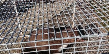 Κρόκος Κοζάνης: Βρήκε κουνάβι/πετροκούναβο που είχε κάνει…φωλιά στο σπίτι του