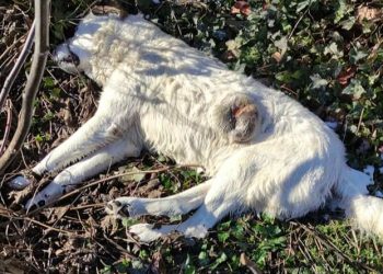 Αποτρόπαια πράξη στο Ανατολικό Εορδαίας – Ασυνείδητος έριξε “φόλες” σε σκυλιά και γάτες