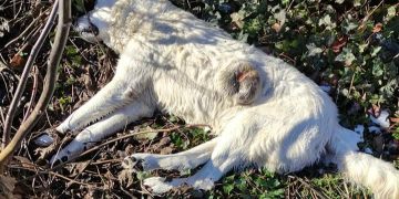 Αποτρόπαια πράξη στο Ανατολικό Εορδαίας – Ασυνείδητος έριξε “φόλες” σε σκυλιά και γάτες