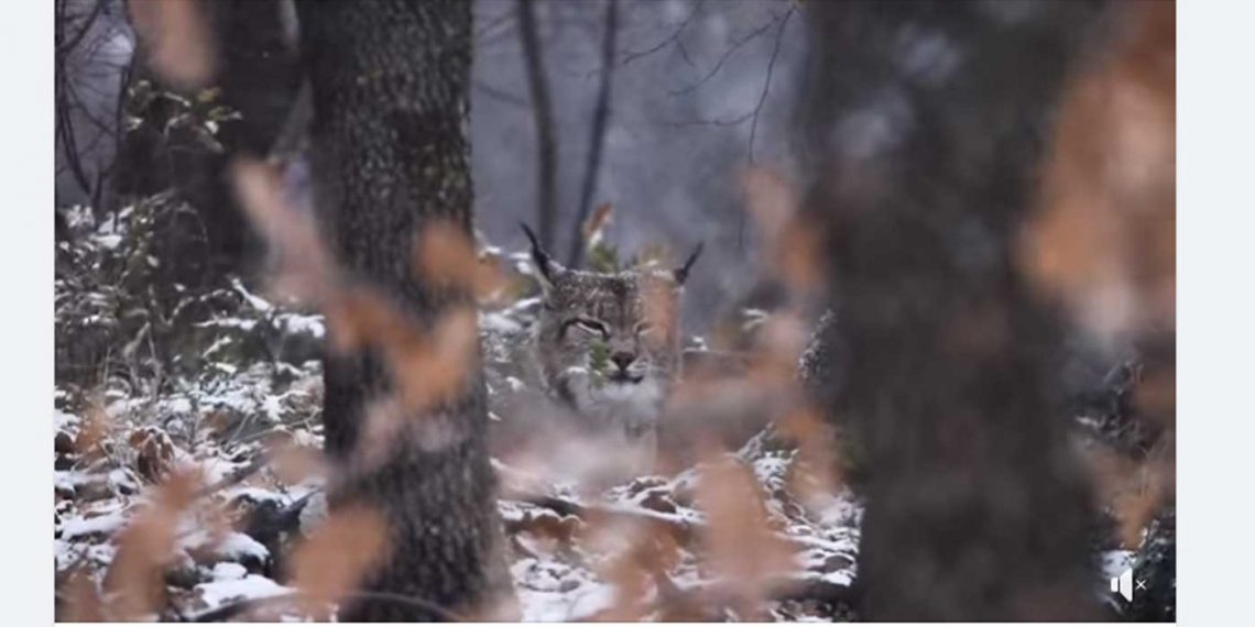 Αρκτούρος: “Όταν ακούς ότι γίνεται χαμός με τα χιόνια αλλά εσύ ζεις στη Φλώρινα…”