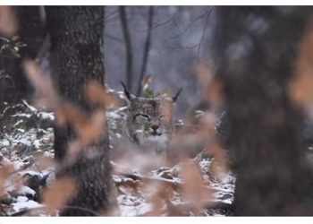 Αρκτούρος: “Όταν ακούς ότι γίνεται χαμός με τα χιόνια αλλά εσύ ζεις στη Φλώρινα…”