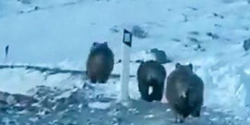 Παρέα από Αρκούδες στη Σιάτιστα απ’ ψηλά .. (Βίντεο)